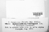 Sphaerotheca castagnei image